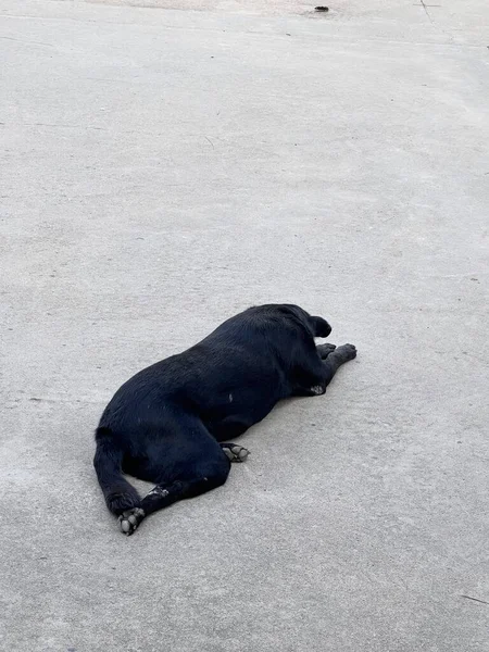 Parktaki Siyah Beyaz Köpek — Stok fotoğraf