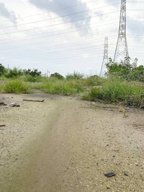 close up road in the forest