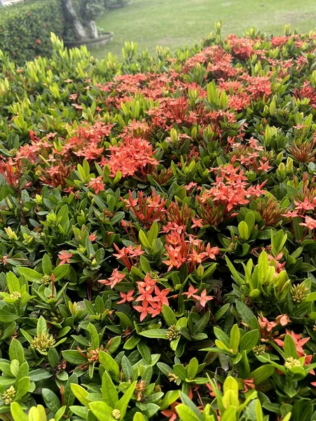 stock image red ixora flower in nature garden