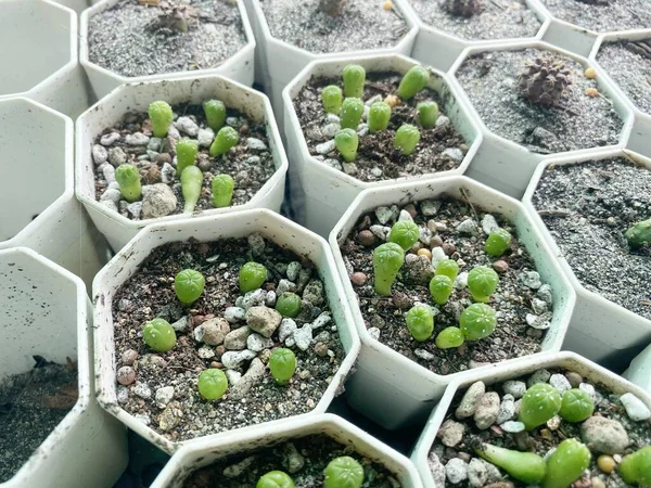Kaktus Zielony Ziemi — Zdjęcie stockowe