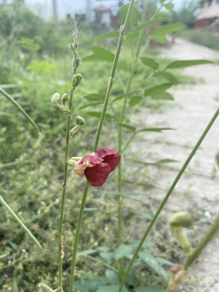 Γρασίδι Λουλούδι Στον Κήπο Της Φύσης — Φωτογραφία Αρχείου