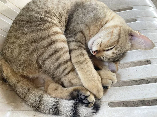 Кот Спит Полу — стоковое фото