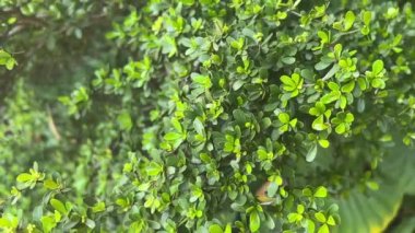 Green banyan leaf in nature garden