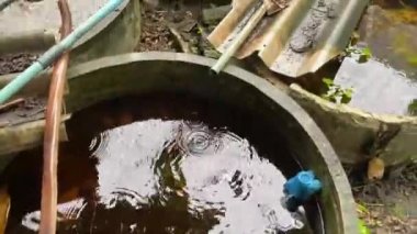 Tayland 'daki betta balık çiftliği