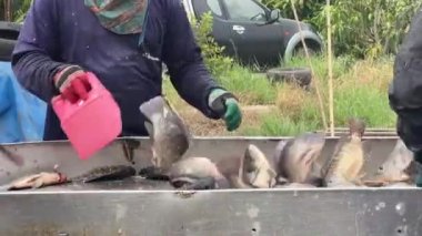 Tayland 'lı çiftçiler Chachoengsao' da bir balık ağıyla göletlerinden balık topluyor.