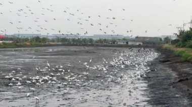 Chachoengsao Tayland 'da kuru balık havuzu