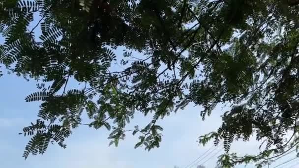 Friss Zöld Tamarindus Indica Természetben Kert — Stock videók