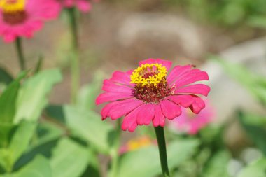 Bahçedeki güzel pembe çiçekler