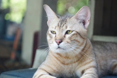 close up cat on the street