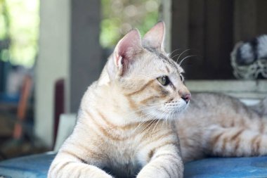 Kedi yerde yatıyor.