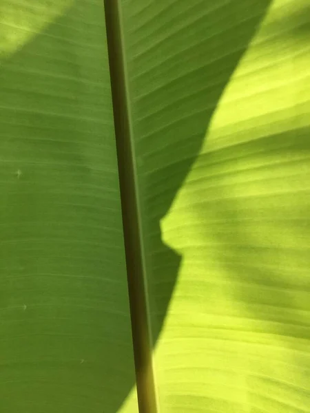 Vicino Foglia Banana Verde Texture — Foto Stock