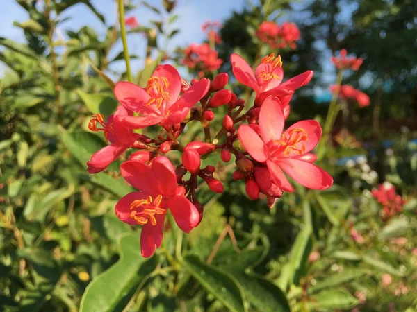 Красиві Квіти Цілочисельної Джатрофи Саду — стокове фото