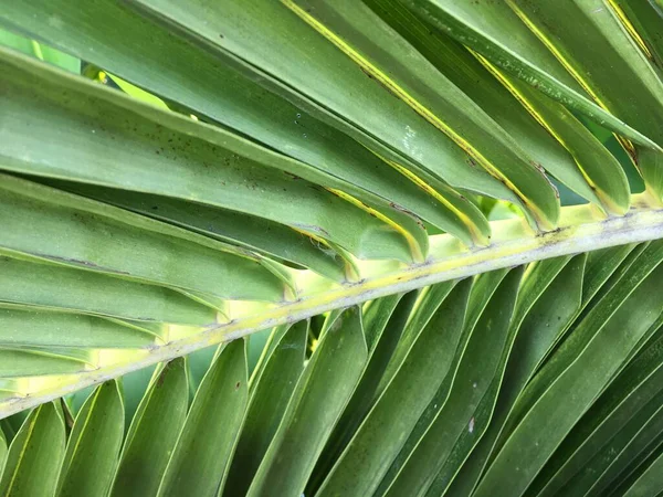 Зеленые Листья Кокоса — стоковое фото