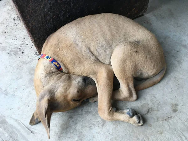 Σκύλος Ξαπλωμένος Στο Έδαφος — Φωτογραφία Αρχείου