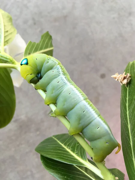 Green Caterpillar Branch — Stock Photo, Image
