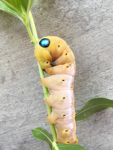 Желтая Гусеница Ветке — стоковое фото