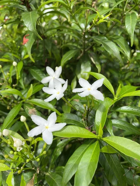 Belles Fleurs Wrigthia Antidysenterica Dans Jardin — Photo