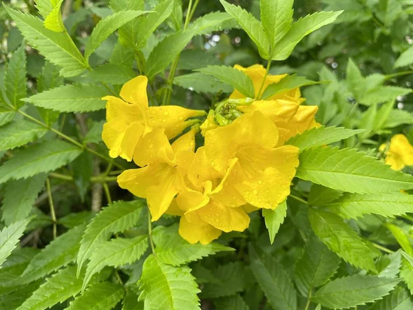 Amarelo Tecoma Stans Flores Arbusto Com Fundo Verde — Fotografia de Stock