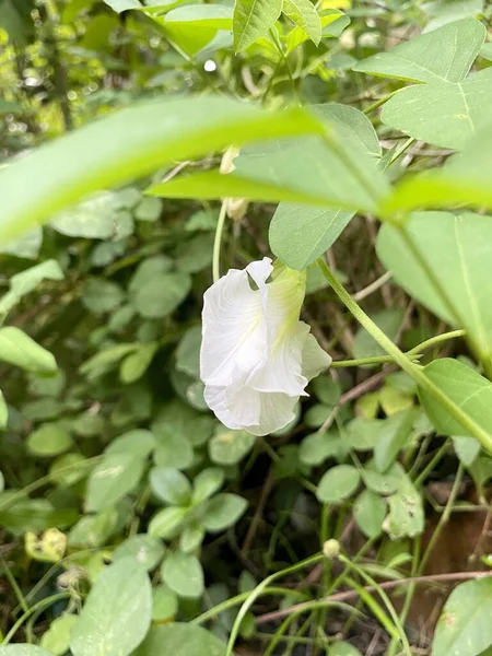 Красивый Белый Цветок Bauhinia Acuminata Саду — стоковое фото