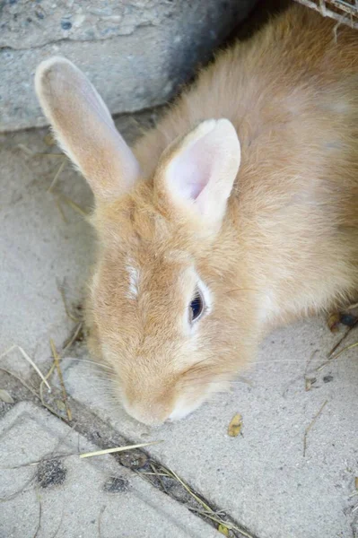 檻の中の白いウサギ — ストック写真