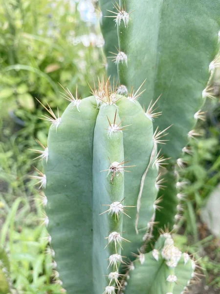 Zielony Kaktus Ogrodzie — Zdjęcie stockowe
