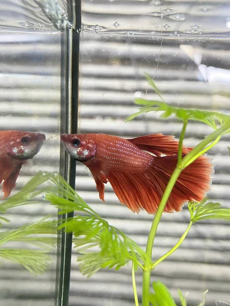 stock image beautiful red betta fish in the aquarium