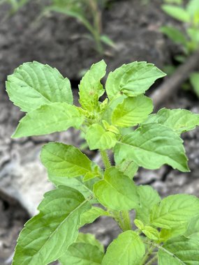 Bahçede yetişen yeşil kutsal fesleğen ağacı