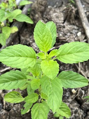 Bahçedeki bir bitkinin yeşil kutsal fesleğen yaprakları