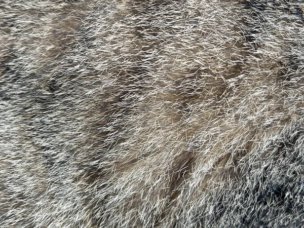 Nahaufnahme Katzenfell Textur — Stockfoto