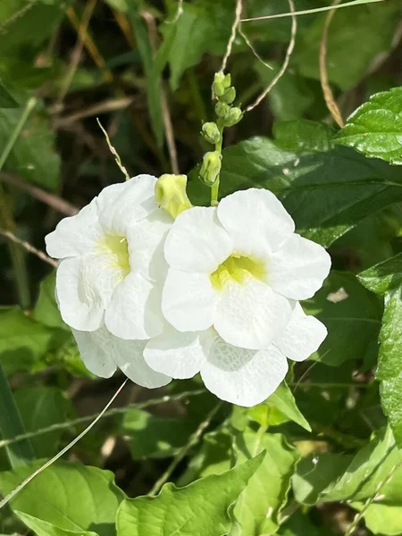 Vita Blommor Naturen Trädgård — Stockfoto