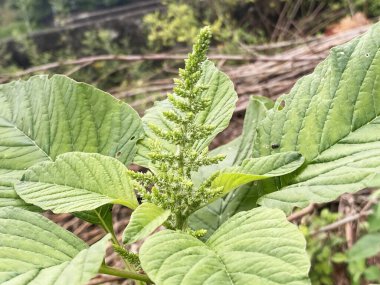 Bahçedeki bir bitkinin yeşil ıspanak yaprakları