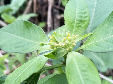 Bahçedeki bir bitkinin yeşil Euphorbia heterofilla çiçeği