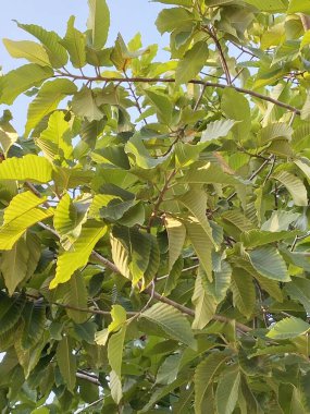 Bahçedeki bir ağacın yeşil Graptophyllum resim yaprakları