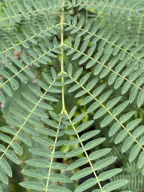 Muz ağacının yeşil lucaena glauca yaprakları