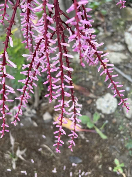 Doğa Bahçesinde Güzel Bir Çiçek — Stok fotoğraf