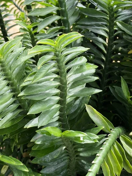 Tausendfüßer Pflanzen Blätter Garten — Stockfoto