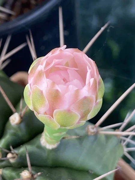 Cactus Floweri Dans Jardin Naturel — Photo