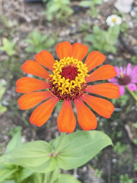 Vackra Zinnia Blommor Trädgården — Stockfoto