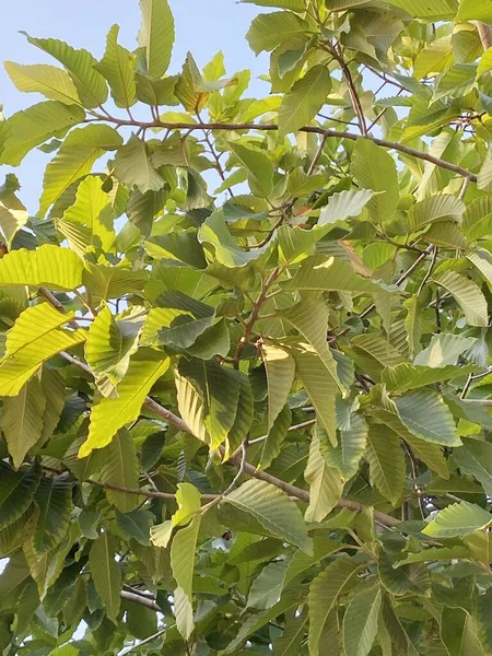 Zelená Graptophyllum Pikové Listy Stromu Zahradě — Stock fotografie