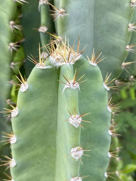 Zbliżenie Kaktusa Zielonym Zakładzie — Zdjęcie stockowe