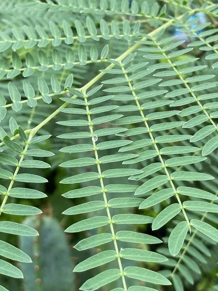 緑のLeucaena Glaucaの葉 — ストック写真