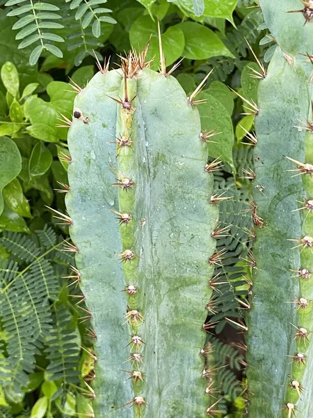 Zöld Kaktusz Természetben Kert — Stock Fotó