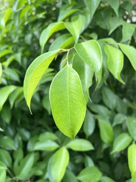 Close Banyan Leaf Nature Garden — Stock Photo, Image
