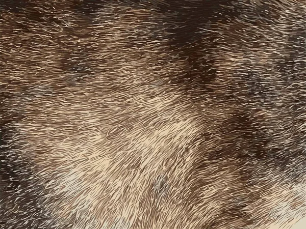 猫毛の質感を閉じ — ストック写真