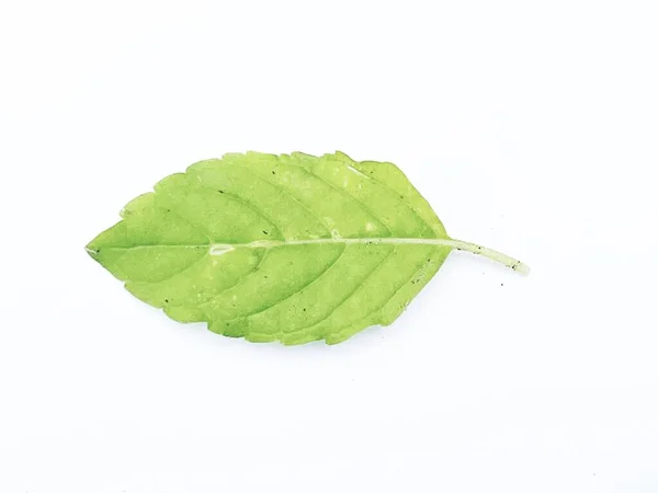 白い背景に隔離された植物の緑の聖なるバジルの葉 — ストック写真