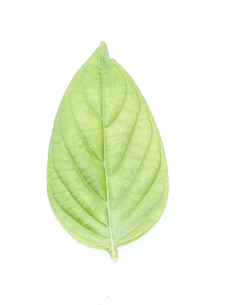 从白色背景分离出来的植物的绿色神圣罗勒叶 — 图库照片