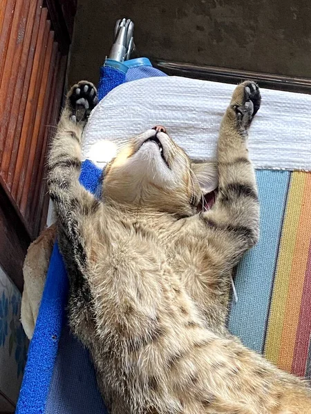Кошка Спит Диване — стоковое фото