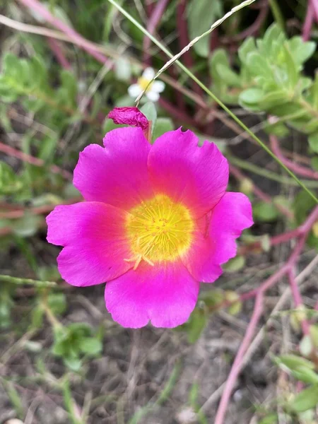 Schöne Portulaca Oleracea Blüten Garten — Stockfoto