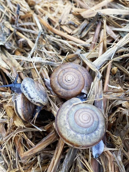Close Snail Ground — Photo