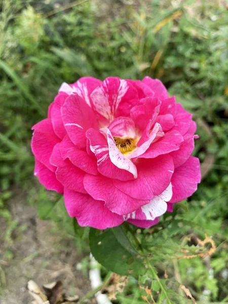 Bela Rosa Rosa Flor Jardim — Fotografia de Stock